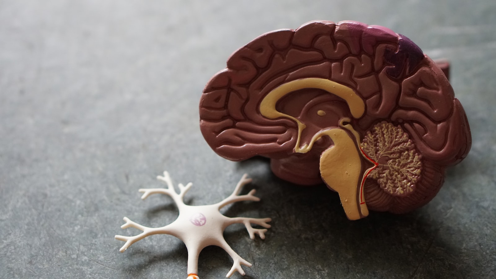 Modelo anatómico del cerebro para estimulación cognitiva